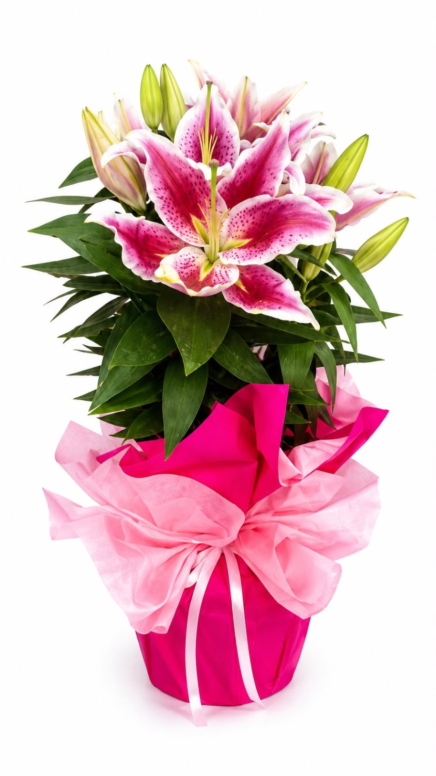 Kazablanka Saksı Pembe